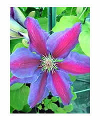 Clematis 'Anna Louise' 