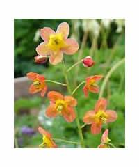 Epimedium x warleyense 'Orange Queen' - Perennial