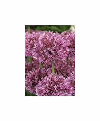 Allium