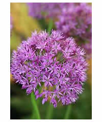 Allium 'Purple Sensation' AGM 