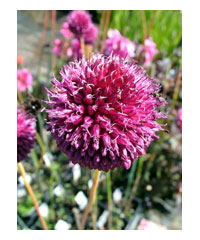 Allium sphaerocephalon AGM