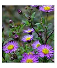 Aster ageratoides 'Ezo Murasaki'