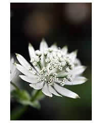 Astrantia major 'Snowstar' - Perennial