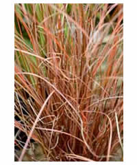 Carex buchananii AGM