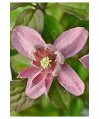 Clematis montana 'Broughton Star' AGM