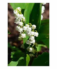 Convallaria majalis 'Bordeaux'