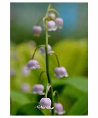 Convallaria majalis 'Rosea'