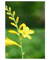 Crocosmia x crocosmiiflora 'George Davison' 