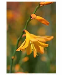 Crocosmia 'Coleton Fishacre'