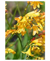 Crocosmia 'Golden Fleece' 