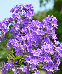 Campanula