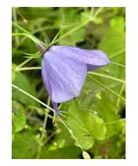 Campanula carpatica