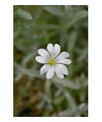 Cerastium tomentosum