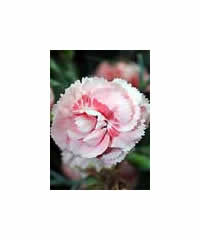 Dianthus