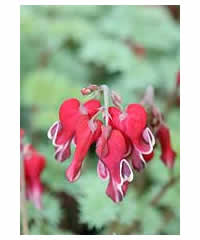 Dicentra 'Burning Hearts' - Perennial