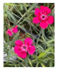 Dianthus cruentus