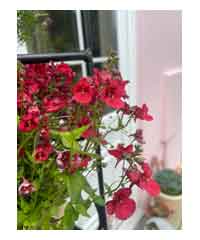 Diascia divara 'Deep Red'