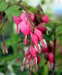 Dicentra