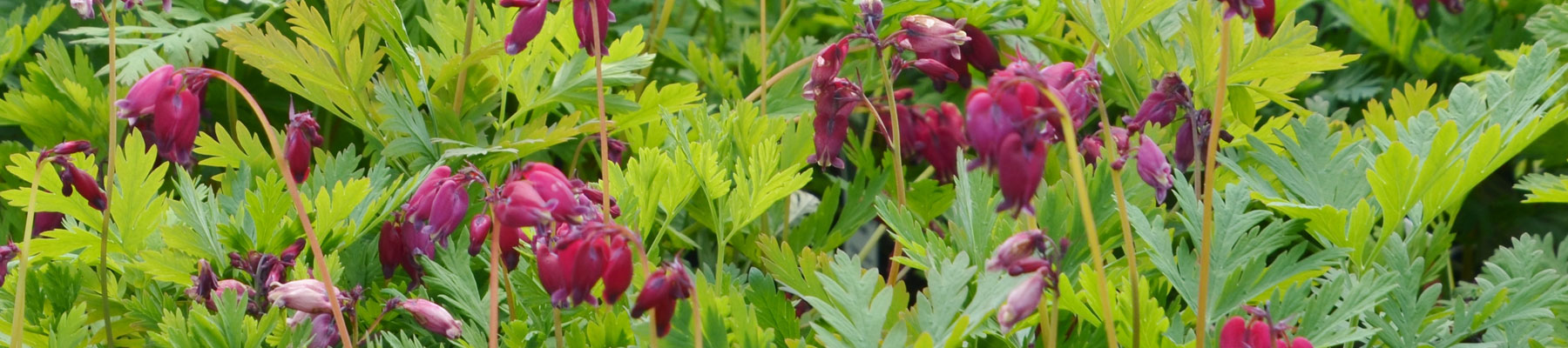 Dicentra