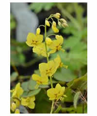 Epimedium grandiflorum - Perennial