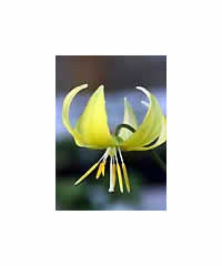 Erythronium