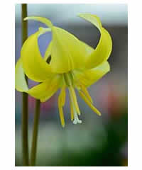 Erythronium Pagoda AGM