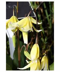 Erythronium