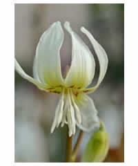 Erythronium 'White Beauty' AGM