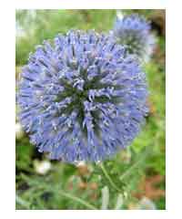 Echinops ritro