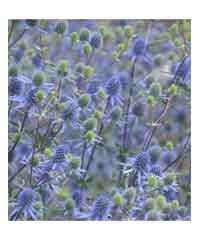 Eryngium planum 'Blaukappe'