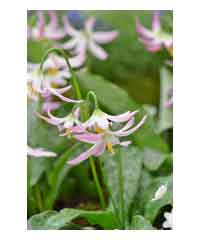 Erythronium dens canis 'Rose Queen'