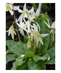 Erythronium 'Snowflake'