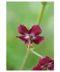 Geranium phaeum 'Samobor'