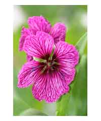 Geranium 'Purple Pillow'