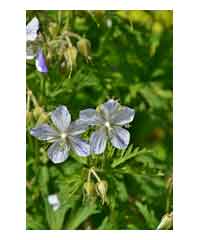 Geranium versicolor