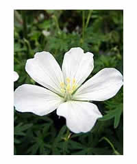 Geranium sanguineum 'Album' - Perennial