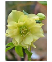 Helleborus Yellow Spotted Double - Perennial