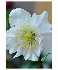 Helleborus niger AGM - Perennial