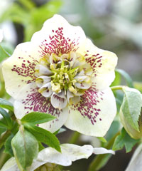 Helleborus