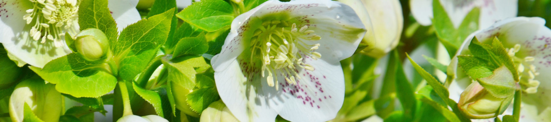 Helleborus