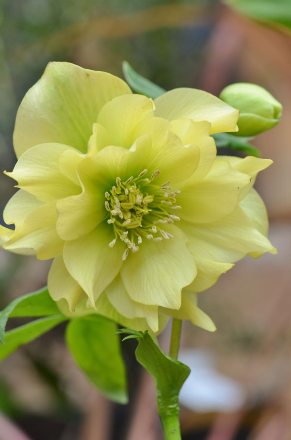 Helleborus Yellow Spotted Double - Perennial