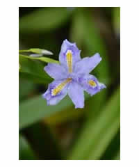 Iris confusa 'Martin Rix'