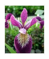 Iris sibirica 'Regality'