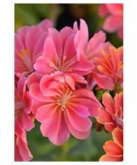 Lewisia cotyledon Cerise - Perennial