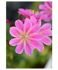 Lewisia cotyledon Rose Pink