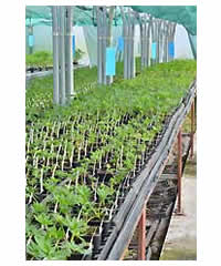 3 lupin seedlings in 9cm pots