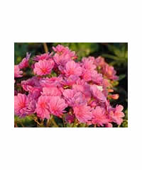 Lewisia cotyledon Magenta