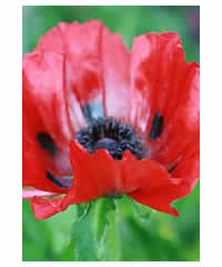 Papaver orientale 'Beauty of Livermere' AGM - Perennial