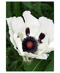 Papaver orientale 'Royal Wedding'