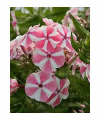 Phlox paniculata 'Peppermint Twist'